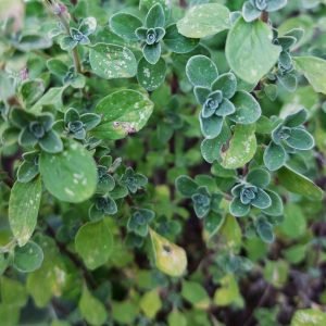 Receta de Infusión estomacal de Mejorana y Melisa para los nervios en el estómago
