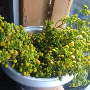 Dato curioso: El pigmento amarillo de Ghana que desafía a los microbios