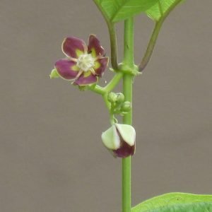 Planta medicinal Mondia (Mondia whitei)
