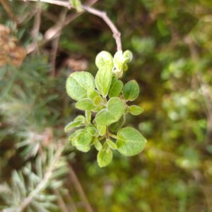Planta medicinal Muña (Minthostachys mollis)