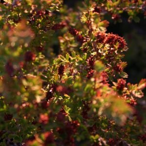 Planta medicinal Planta de la resurrección (Myrothamnus flabellifolius)