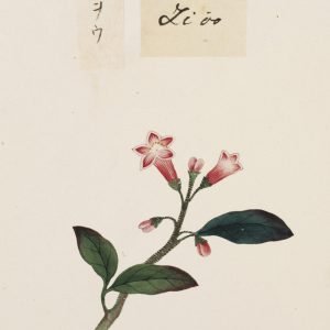 Receta de Decocción revitalizante de raíz de rehmannia