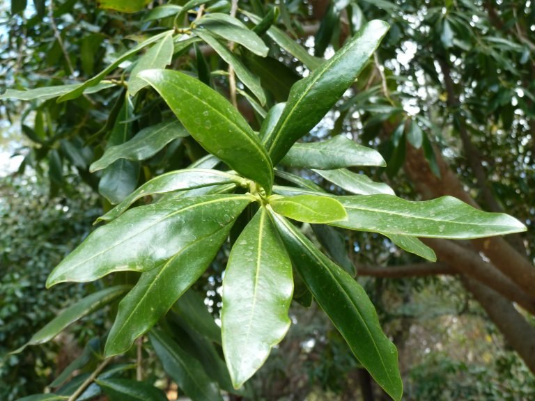 Dato curioso: El árbol sagrado que la ciencia tuvo que clonar para salvarlo