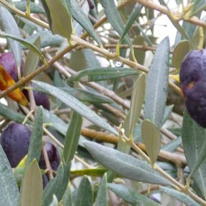 Infusión medicinal de hojas de Olivo y Espino Blanco
