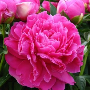 Planta medicinal Peonía blanca (Paeonia lactiflora)