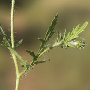 Receta de Infusión calmante de pétalos de Amapola y Malva para la tos irritativa