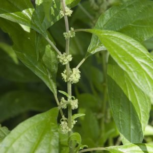 Planta medicinal Parietaria (Parietaria officinalis)