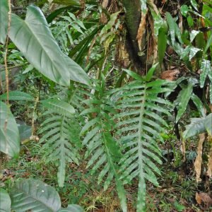 Planta medicinal Calaguala (Polypodium leucotomos)