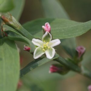 Planta medicinal Centinodia (Polygonum aviculare)