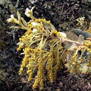 Planta medicinal Encina (Quercus ilex)