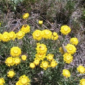 Planta medicinal Santolina (Santolina chamaecyparissus)