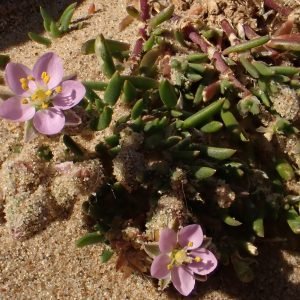 Planta medicinal Rompepiedras (Arenaria rubra)