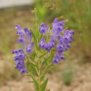 Planta medicinal Escutelaria asiática (Scutellaria baicalensis)