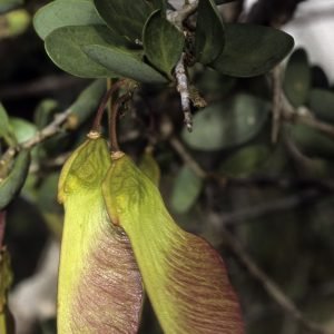 Receta de Decocción de raíz de árbol de las violetas