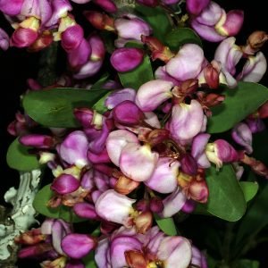 Planta medicinal Árbol de las violetas (Securidaca longepedunculata)