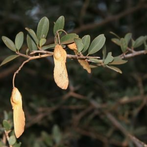 Dato curioso: El protector floral venerado del África subsahariana
