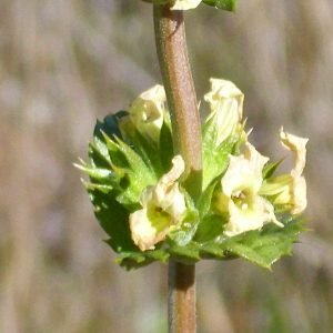 Planta medicinal Rabo de Gato (Sideritis angustifolia)