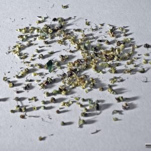 Receta de Infusión de ulmaria para el dolor articular y la inflamación