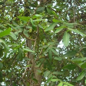Planta medicinal Arjuna (Terminalia arjuna)