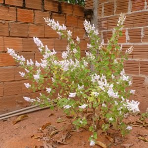 Receta medicinal Infusión pectoral de Iboza para congestión y tos