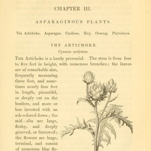 Receta de Infusión depurativa de hojas de Alcachofa y Boldo para el hígado