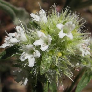 Planta medicinal Almoradux (Thymus mastichina)