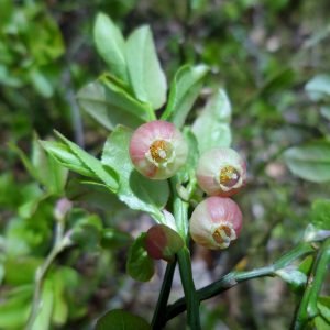 Planta medicinal Arándano Silvestre (Vaccinium myrtillus)