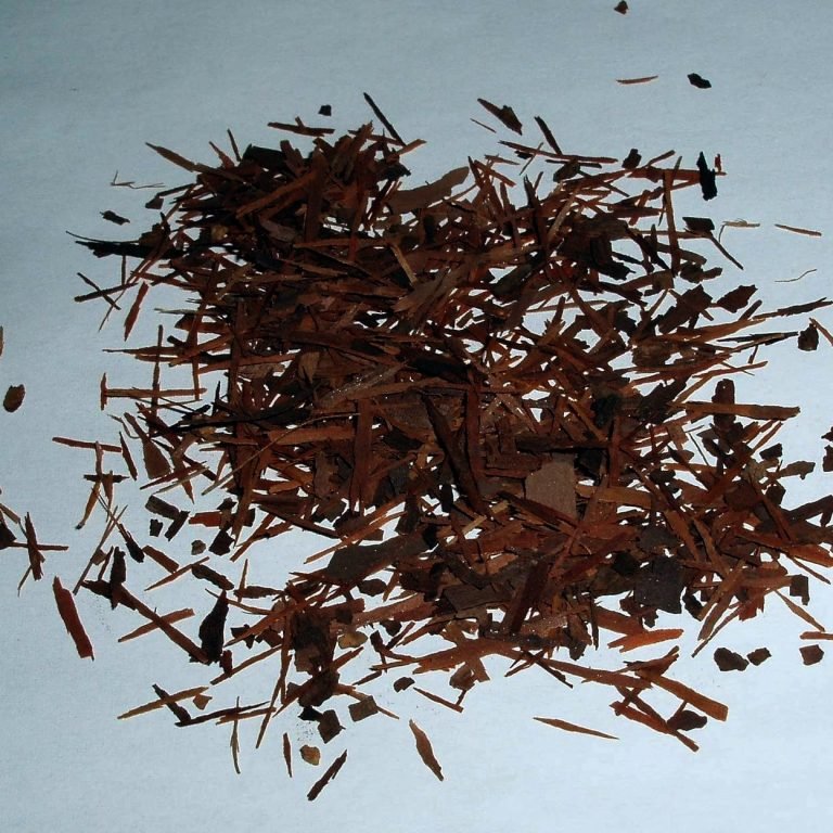 Corteza rugosa y medicinal del árbol de cuachalalate (Amphipterygium adstringens)