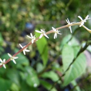 Planta medicinal Anamú (Petiveria alliacea)