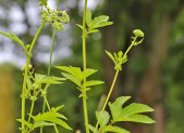 Planta medicinal Ulmaria (Filipendula ulmaria)