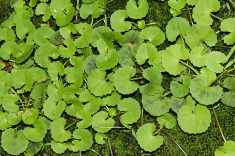 Centella Asiática