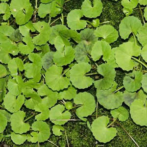 Centella Asiática