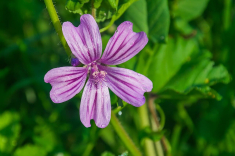 Malva