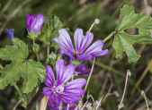 Infusión de Malva para la garganta