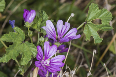 Infusión de Malva para la garganta