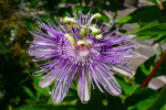Pasiflora