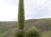 Puya raimondii: la Reina de los Andes que florece una sola vez en 100 años