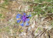Planta medicinal Aciano (Centaurea cyanus)
