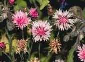 Dato curioso: El secreto de la flor 'rompeojos' y el centauro sanador