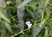 Planta medicinal Andrographis (Andrographis paniculata)