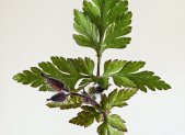 Receta de Infusión astringente de Hierba de San Roberto y Manzanilla para aftas y diarrea
