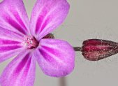 Planta medicinal Hierba de San Roberto (Geranium robertianum)