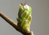Planta medicinal Avellano (Corylus avellana)