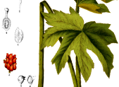 Planta medicinal Sello de Oro (Hydrastis canadensis)