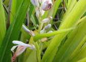 Planta medicinal Galanga (Alpinia galanga)