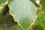 Hojas y corteza de abedul, Betula pendula, arbol europeo diuretico