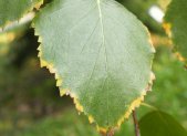 Hojas y corteza de abedul, Betula pendula, arbol europeo diuretico
