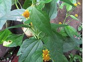 Planta medicinal Jambú (Acmella oleracea)