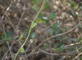 Planta medicinal Guduchi (Tinospora cordifolia)