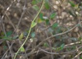 Planta medicinal Guduchi (Tinospora cordifolia)